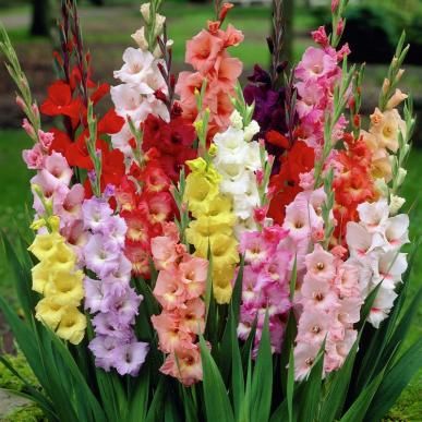 Gladiolus